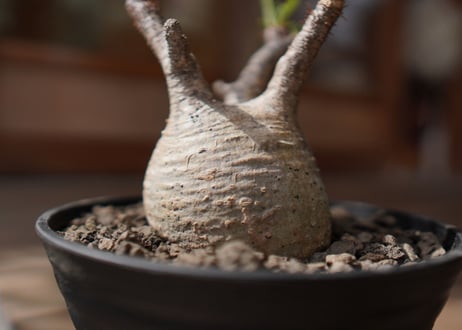 パキポディウム　グラキリス　 Pachypodium Gracilius