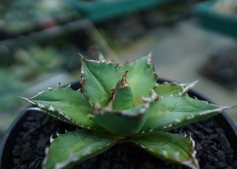 アガベ　チタノタ 　Agave titanota　No.6