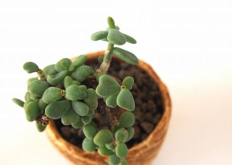Ceraria pygmaea ケラリア・ピグマエア