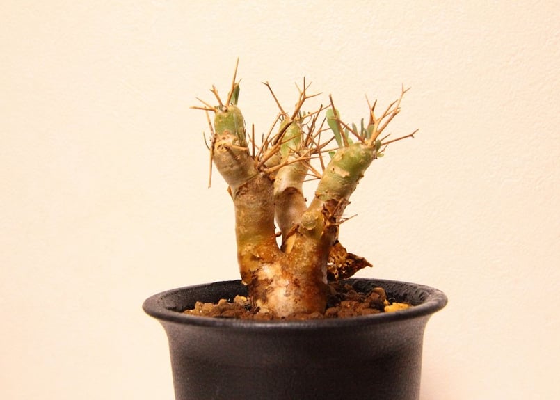 オトンナ ユーフォルビオイデス　現地株 オトンナ ユーフォルビオイデス | mana's farm:塊根植物・アガベ