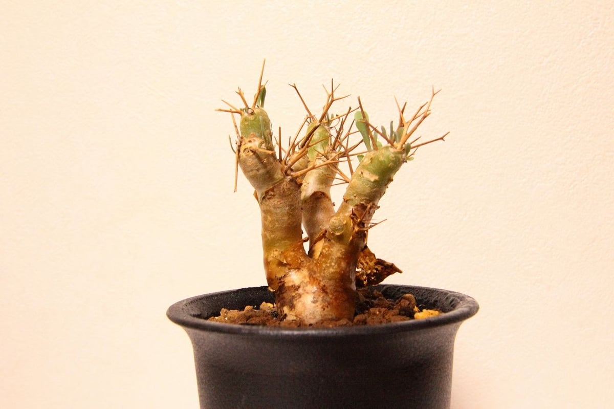 オトンナ ユーフォルビオイデス Othonna euphorbioides | mana's