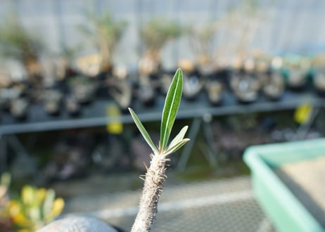 パキポディウム　グラキリス　 Pachypodium Gracilius  No.2