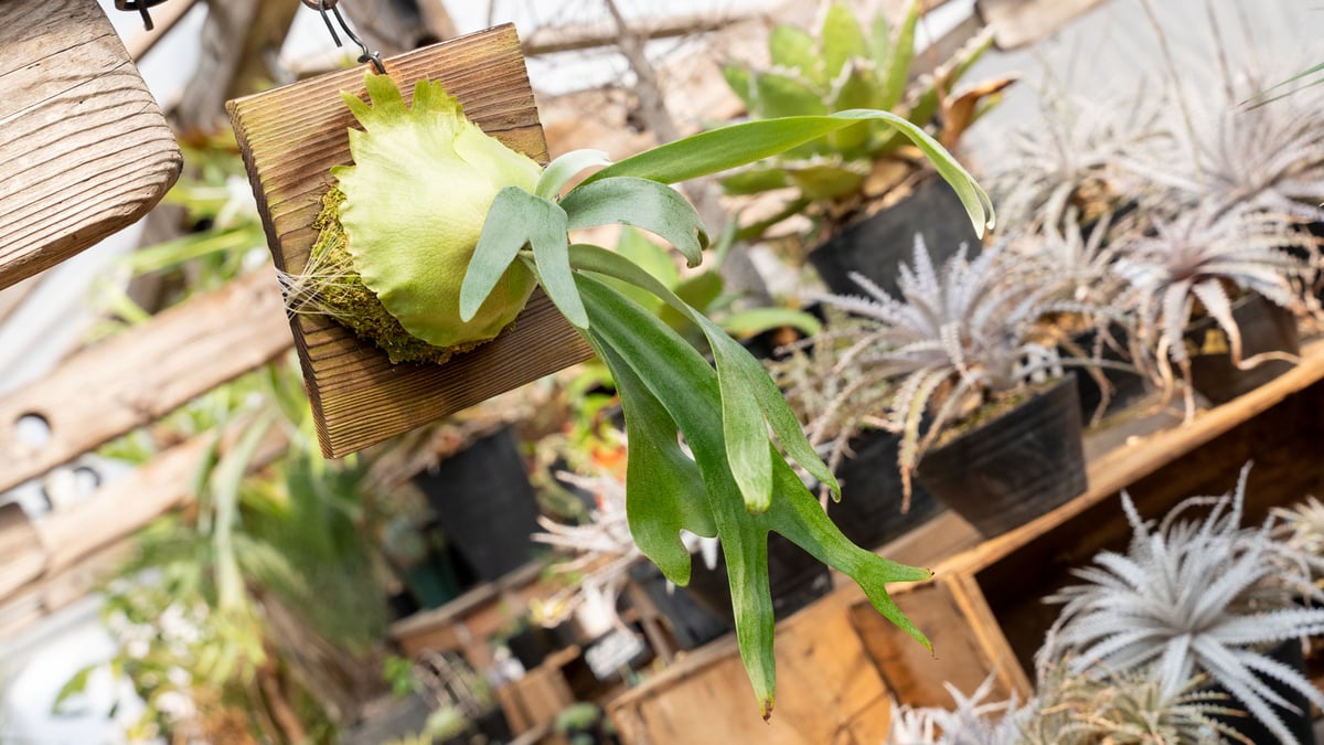 ビカクシダ　foong siqi tc P. Foong SiQi (TC) | mana's farm:塊根植物・アガベ・ドライガー