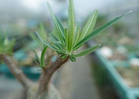 パキポディウム　グラキリス　 Pachypodium Gracilius  No.5