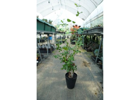 コミフォラ オルビクラリス　commiphora orbicularis
