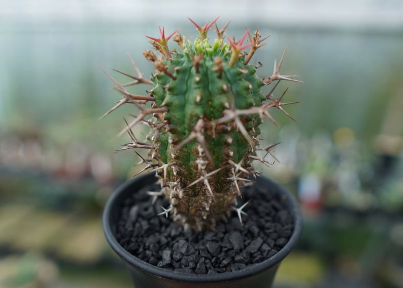 ユーフォルビア 群星冠 Euphorbia stellispina | mana's gree ユーフォルビア 群星冠 Euphorbia stellispina | mana's gree