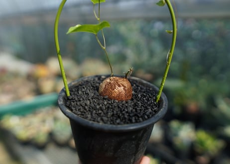 亀甲竜　Dioscorea elephantipes No.1
