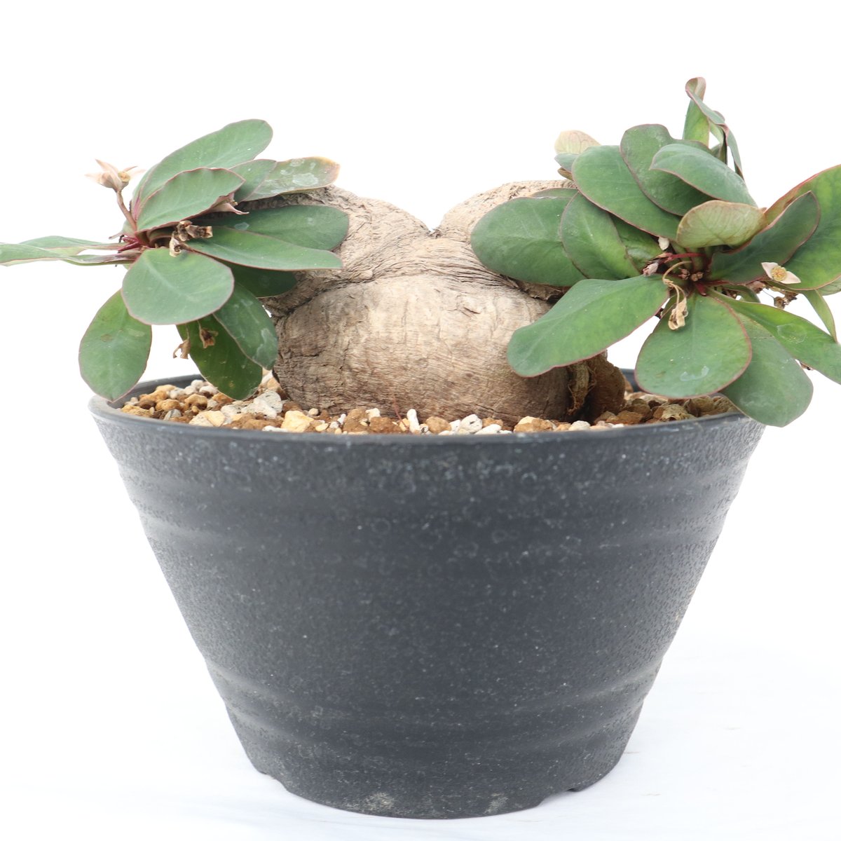 ユーフォルビア　イトレメンシス　現地球 euphorbia itremensis《M size》おススメ株‼︎ 人気で話題の