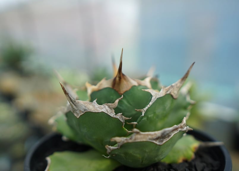 アガベ チタノタ 獅子光 agave titanota lion light | mana'