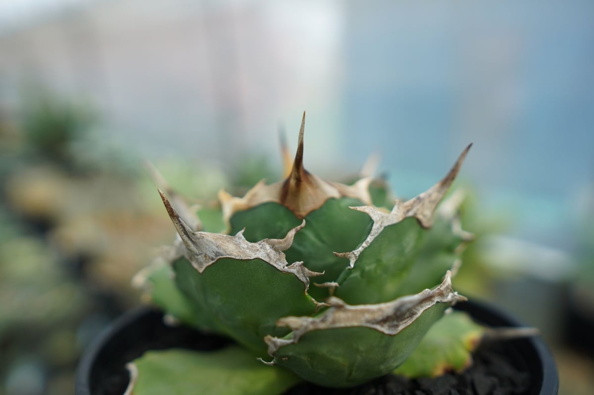 アガベ チタノタ 獅子光 agave titanota lion light | mana'