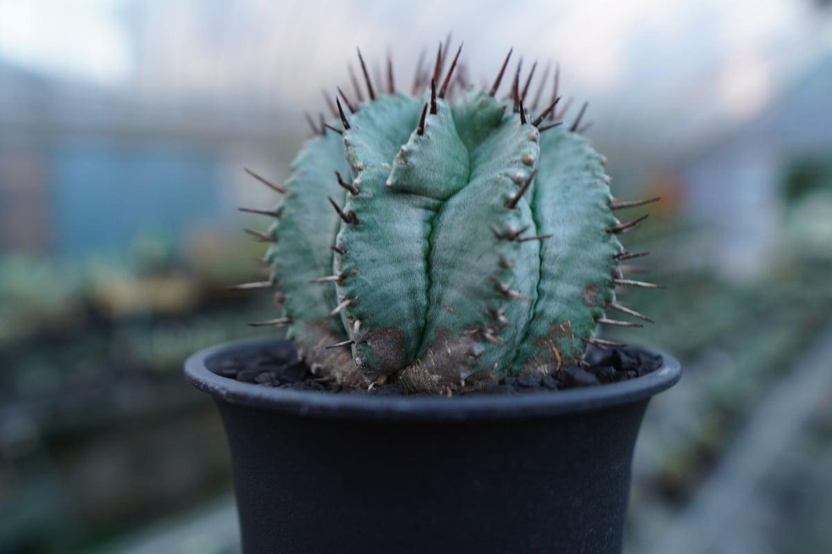 ユーフォルビア　ホリダ　RS202 ユーフォルビア ホリダ Euphorbia horrida No.2 | mana's fa