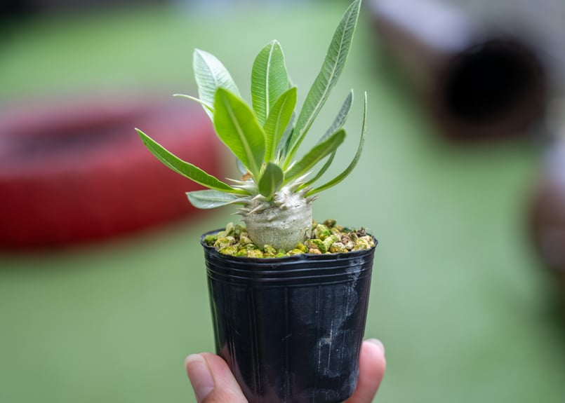 パキポディウム タッキー×レウコキサンツム ハイブリッド 陶器鉢