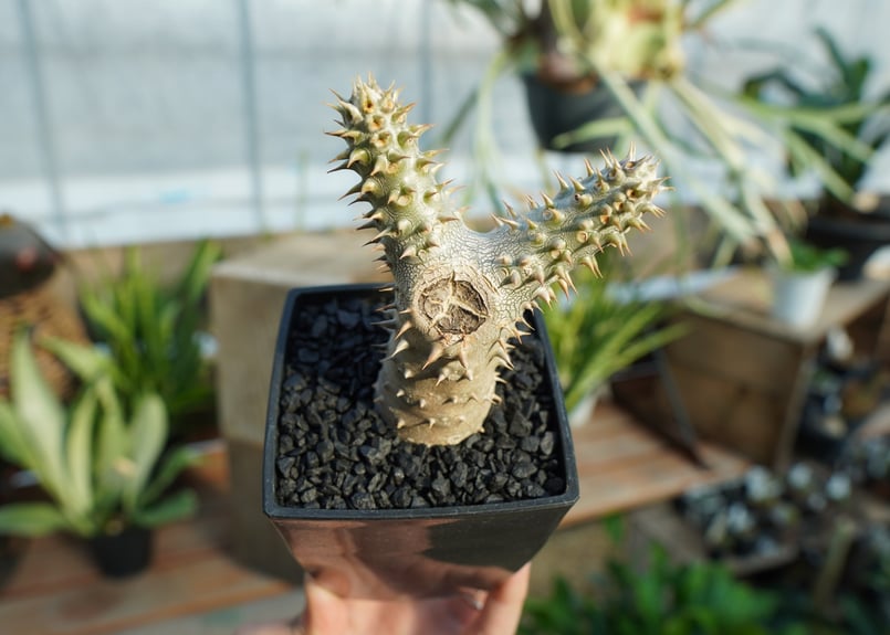 パキポディウム 伊藤ハイブリッド | mana's green:塊根植物販売 パキポディウム 伊藤ハイブリッド | mana's green:塊根植物販売