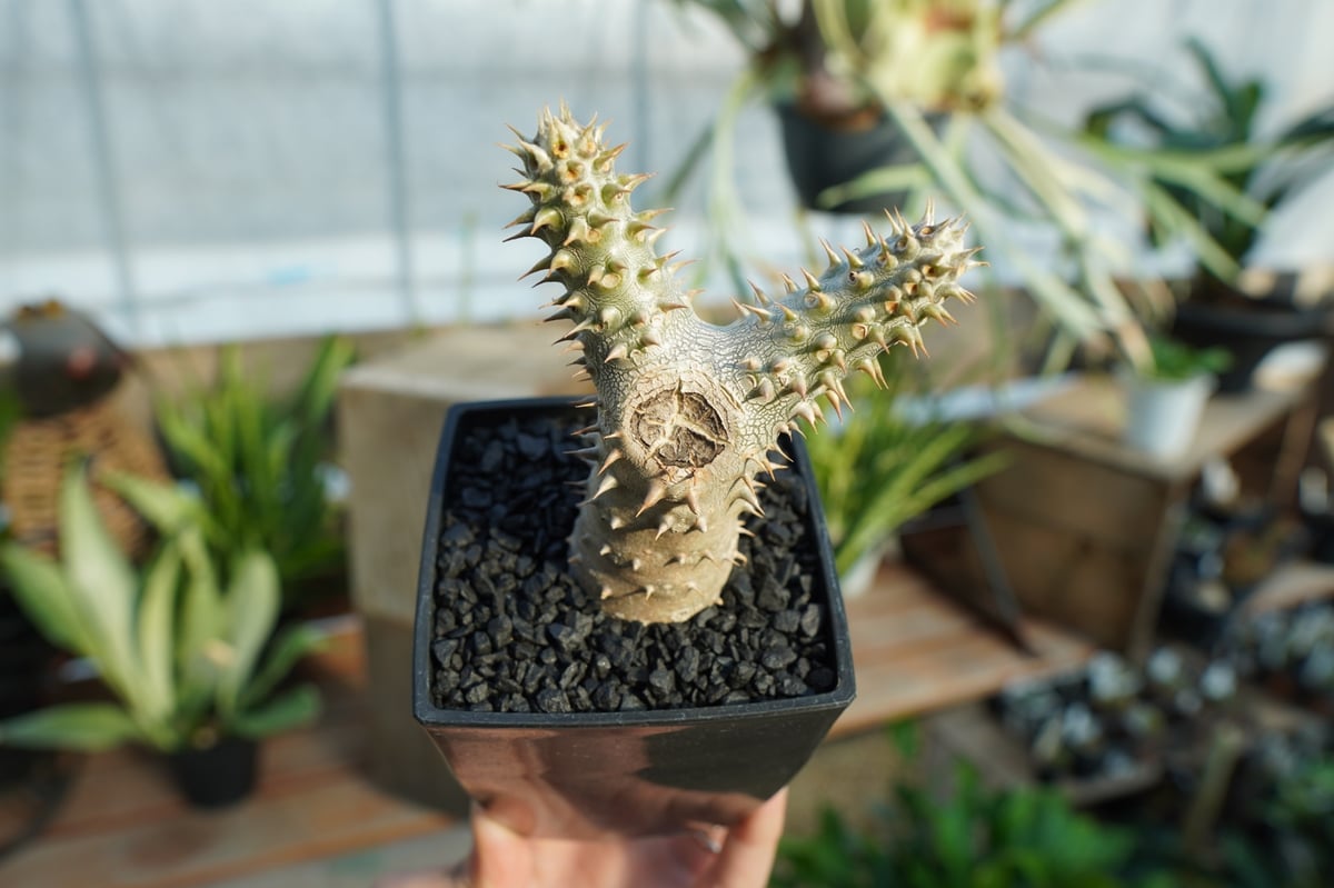 パキポディウム 伊藤ハイブリッド | mana's farm:塊根植物・アガベ