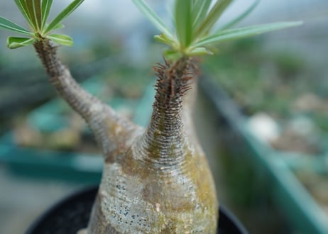 パキポディウム　グラキリス　 Pachypodium Gracilius  No.4