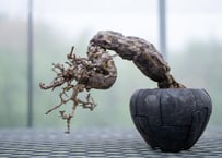 Agave titanota x horrida | mana's farm:塊根植物・アガベ
