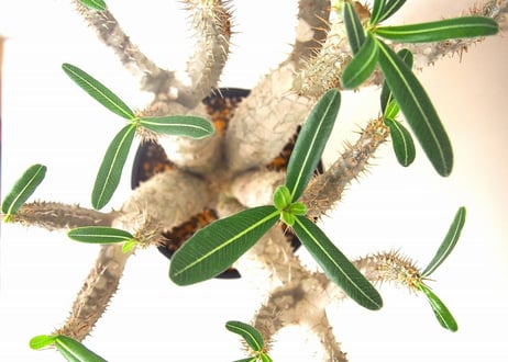 パキポディウム ロスラーツム　 Pachypodium rosulatum