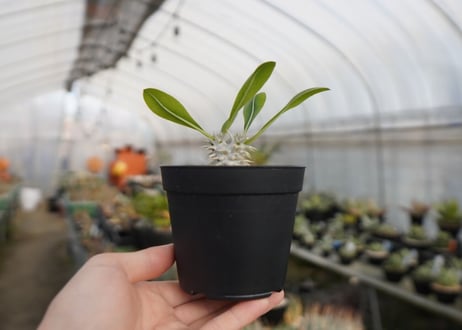 パキポディウム　恵比寿大黒 Pachypodium Densicaule　No.2
