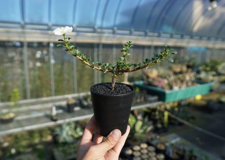 サルコカウロン バンデリエティアエ　Sarcocaulon vanderietiae