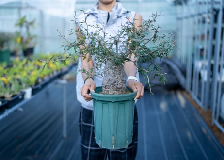 CATEGORY mana's farmの商品ページ | mana's farm:塊根植物・ア