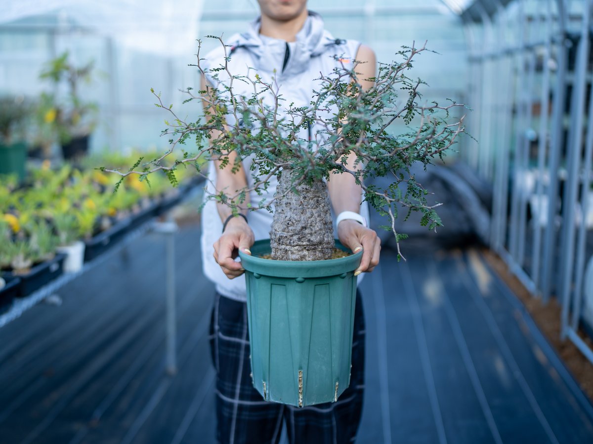 オペルクリカリア パキプス 沖縄管理株 | mana's farm:塊根植物