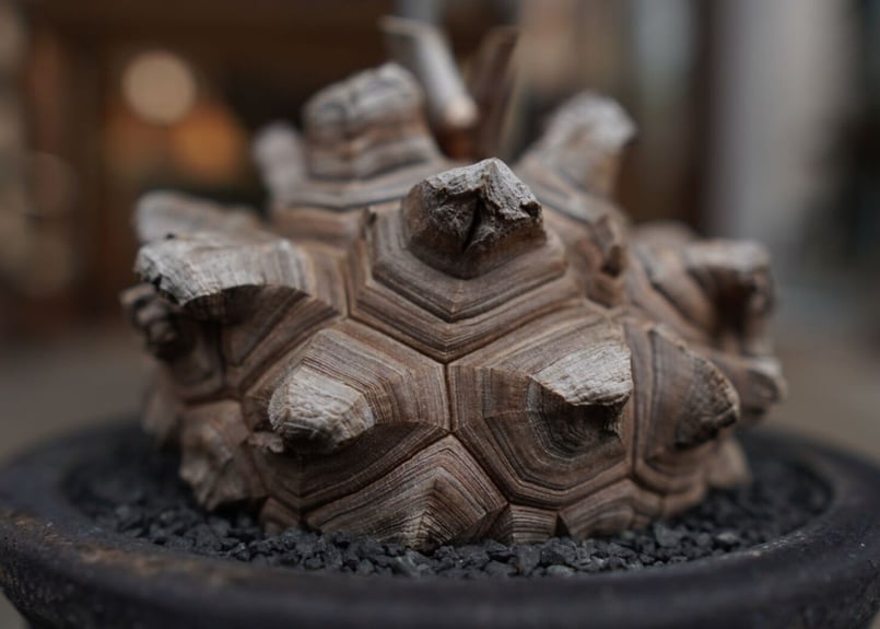 亀甲竜 Dioscorea elephantipes | mana's farm:塊根植物・ア