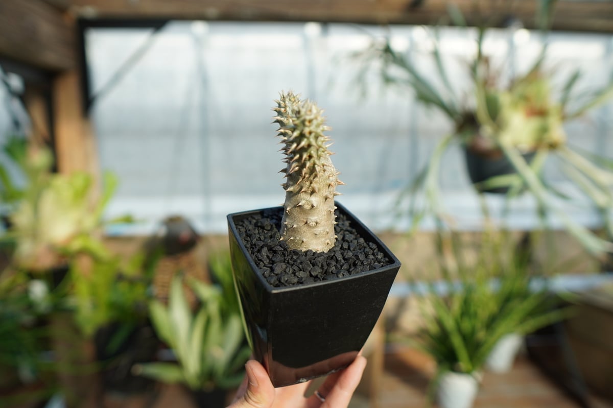 パキポディウム 伊藤ハイブリッド | mana's green:塊根植物販売 パキポディウム 伊藤ハイブリッド | mana's green:塊根植物販売