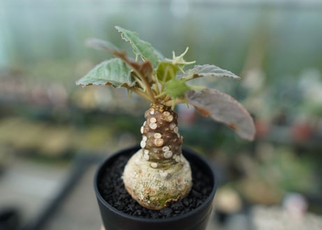 ドルステニア フォエチダ　Dorstenia foetida  斑入り No.1