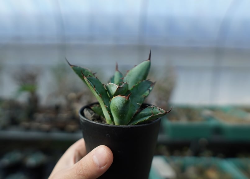 アガベ チタノタ ブラックアンドブルー 2頭 Agave titanota アガベ チタノタ ブラックアンドブルー 2頭 Agave titanota