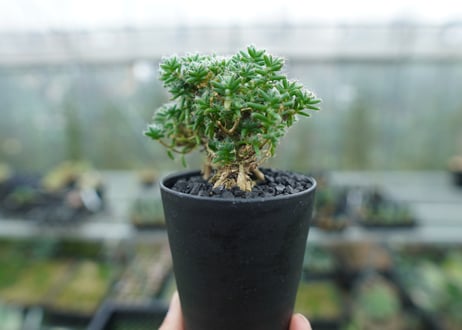 トリコディアデマ ステラツム　Trichodiadema stellatum  No.2