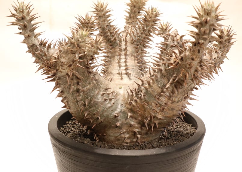 3頭➕3頭 塊根植物（大） パキポディウム ホロンベンセ DULTON 陶器鉢 3頭➕3頭 塊根植物（大） パキポディウム ホロンベンセ DULTON 陶器鉢