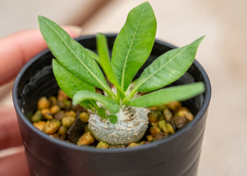 パキポディウム　ブレビカウレ　現地球　鉢のまま発送 パキポディウム ブレビカウレ 