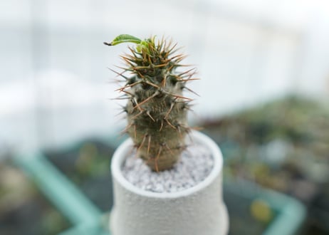 パキポディウム　ラメリー　Pachypodium lamerei