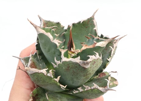 Agave titanota FO-76 compacta dwarf  no.７