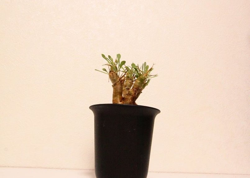 オトンナ ユーフォルビオイデス Othonna euphorbioides | mana's