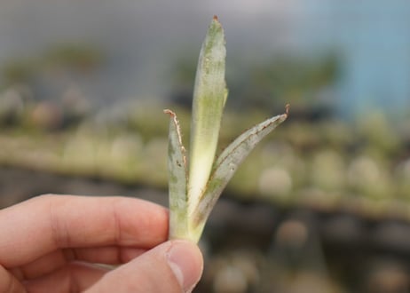 Agave titanota 'black and blue'　カキ子　No.1