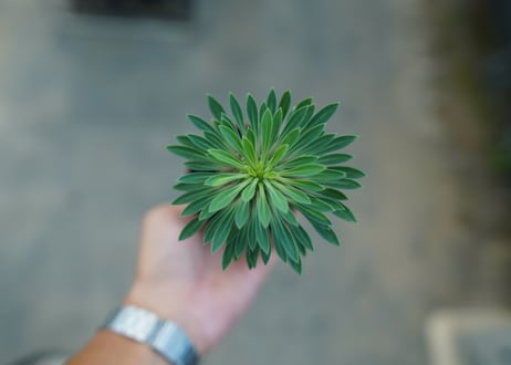 ユーフォルビア　ソテツキリン "パイナップルコーン"　Euphorbia sotetsukirin  No.9