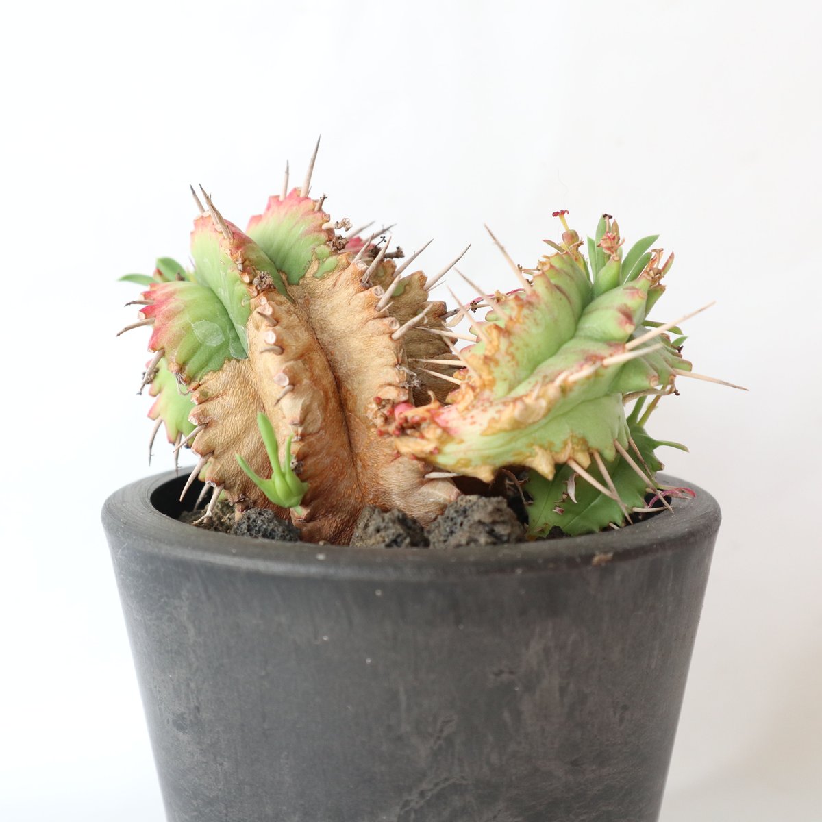 ユーフォルビア・プルビナータ笹蟹丸木質化済大群生20頭以上（引き取り