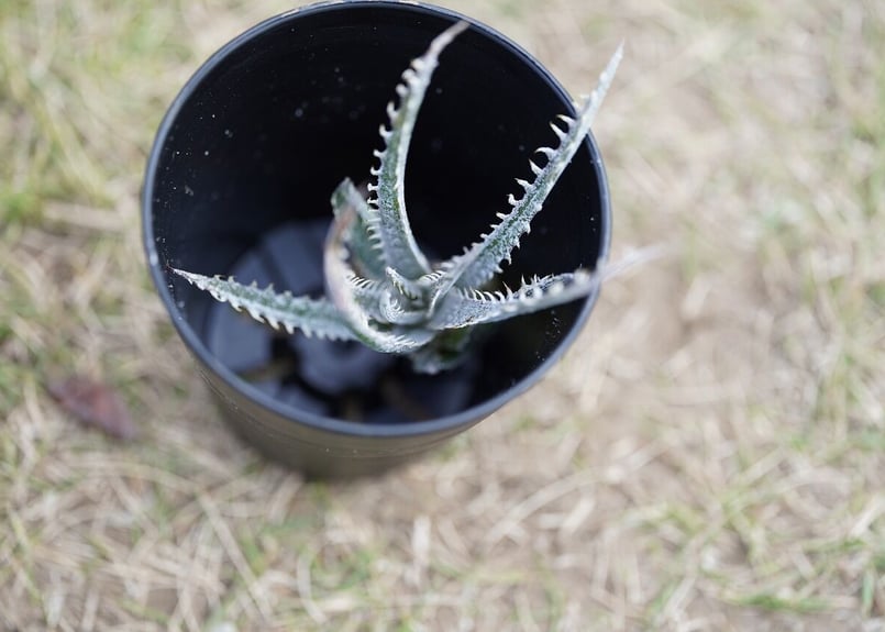 Dyckia (BSF3D11 x Bangkok Star#1)x Nagas PS#02