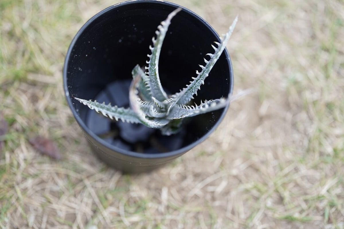 Dyckia (BSF3D11 x Bangkok Star#1)x Nagas PS#02