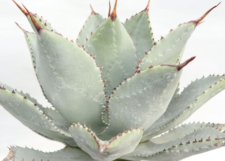 Agave pygmaea Dragon Toes