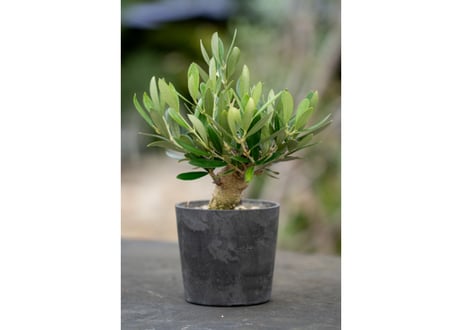 ソウラボx マナズファーム Kabusemono アガベ 4周年 限定品 ソウラボアガベ mana's farm 4周年祭限定アイテム