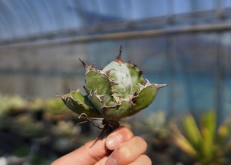 agave　titanota　ブラックアンドブルー　No.6