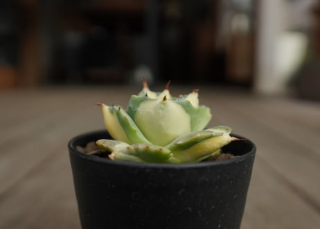 アガベ　王妃雷神錦　黄中斑　Agave　“Ohi Raijin Nishiki Kinakahu”