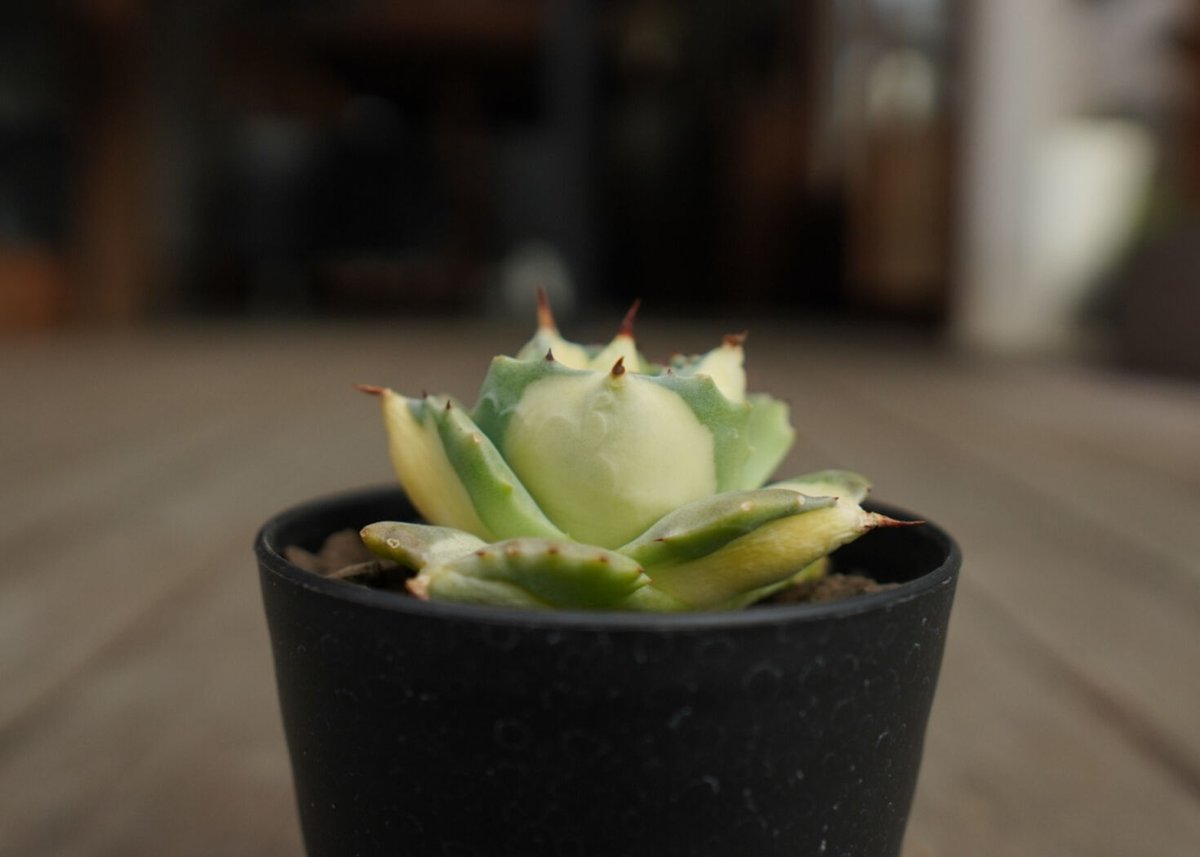 アガベ 王妃雷神錦 黄中斑 Agave “Ohi Raijin Nishiki Kinakah アガベ 王妃雷神錦 黄中斑 Agave “Ohi Raijin Nishiki Kinakah