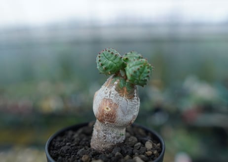 ユーフォルビア　オベサブロー　Euphorbia ObesaBlow No.3