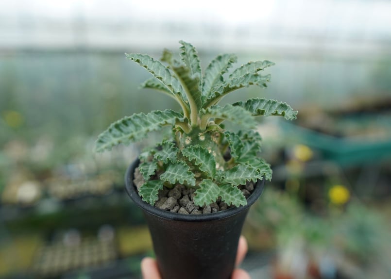 ドルステニア ラブラニー Dorstenia lavrani | mana's farm:塊根