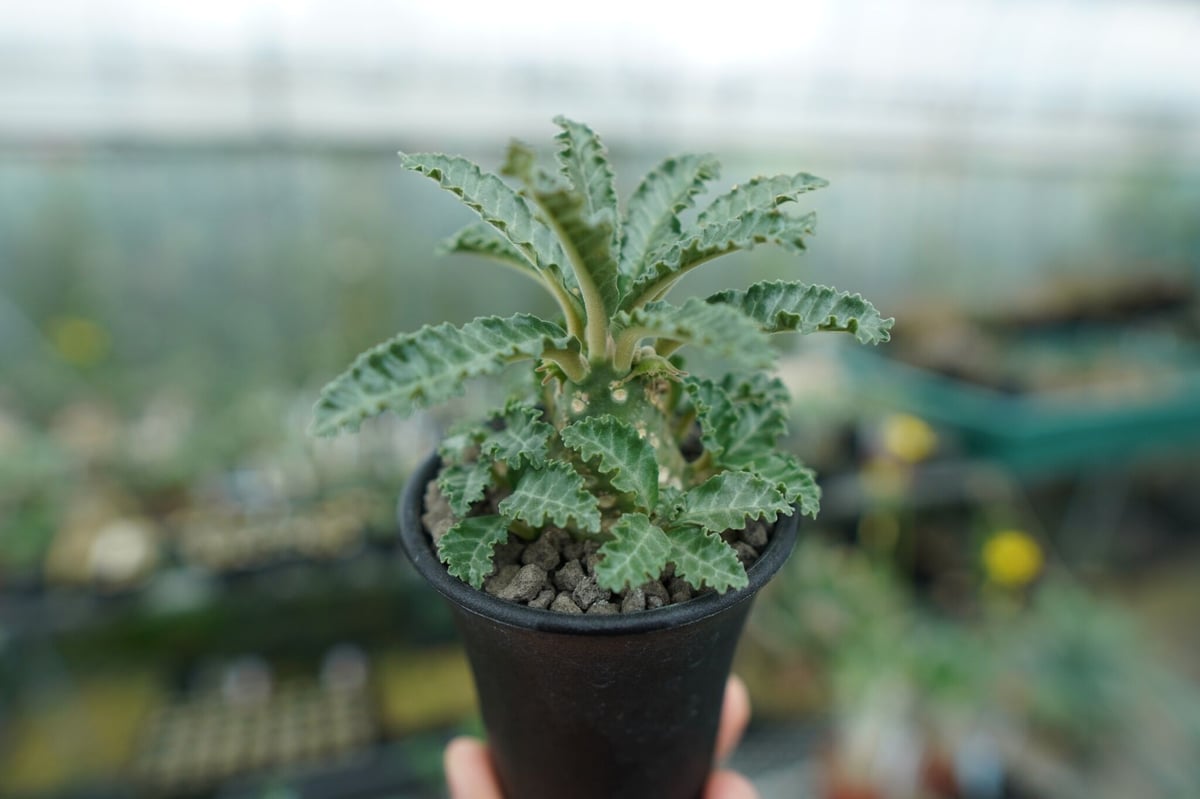 ドルステニア ラブラニー Dorstenia lavrani | mana's farm:塊根