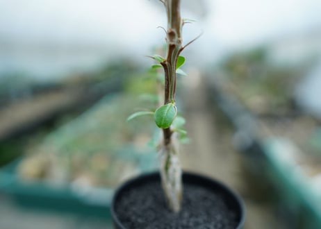 フォークイエリア　フォルモサ　Fouquieria formosa