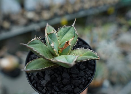 アガベ　チタノタ　FO-76　agave titanota FO-76 No.2